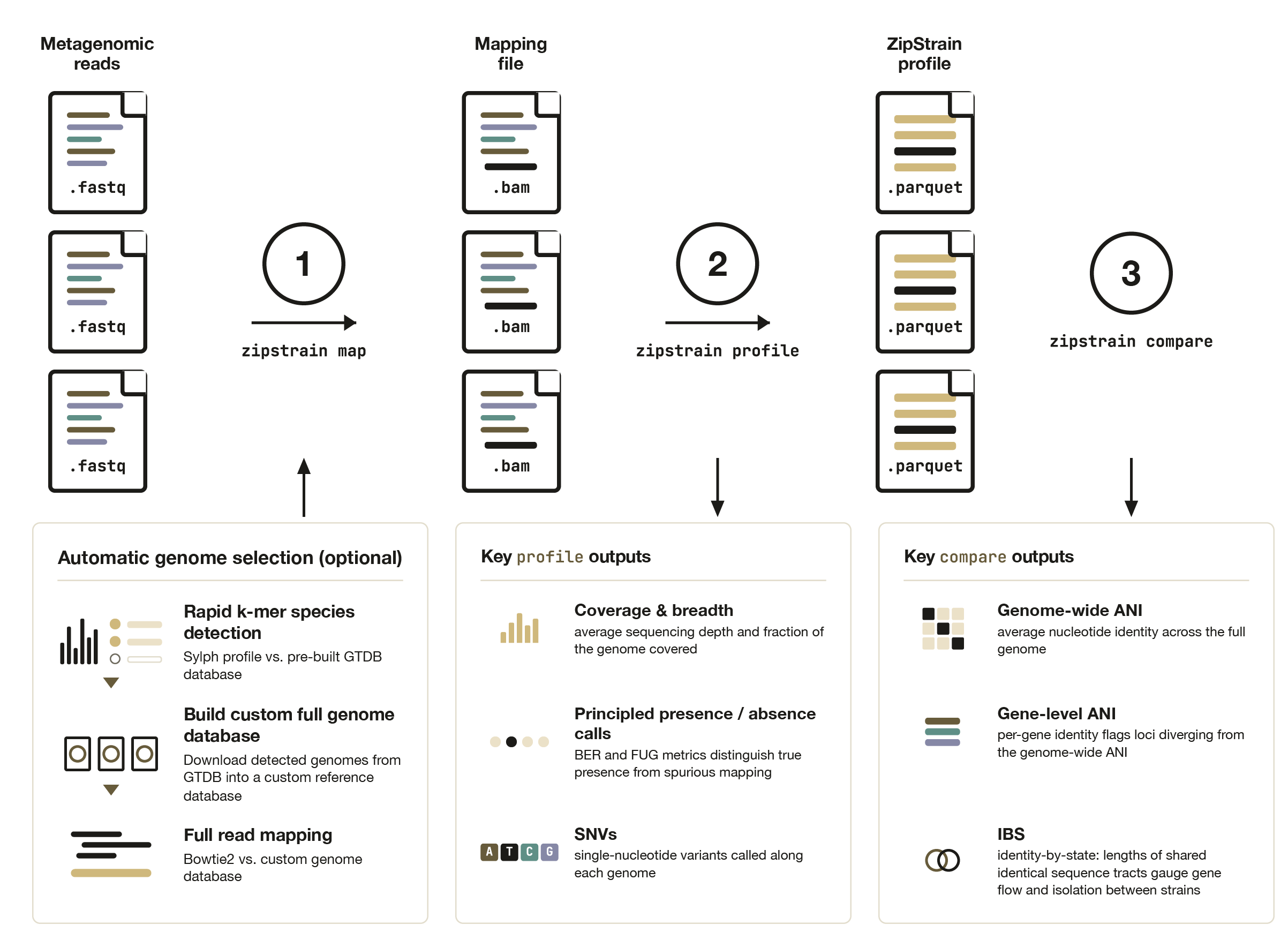 ZipStrain overview: map turns reads into BAMs, profile turns BAMs into nucleotide profiles, compare turns profiles into ANI